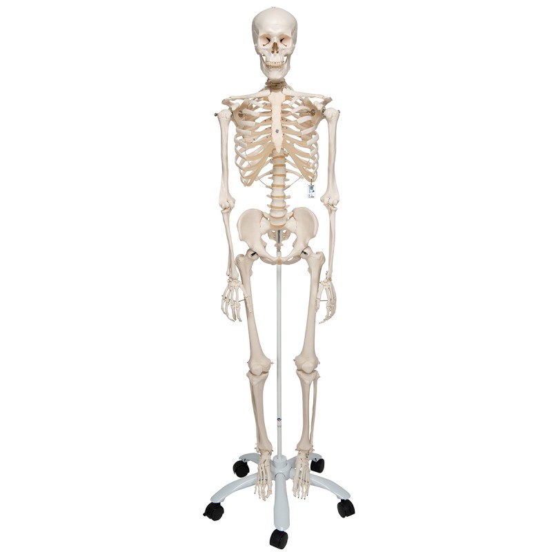 Skeleton Model 85cm  Children s