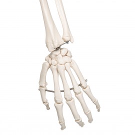 Skeleton Model 85cm  Children s